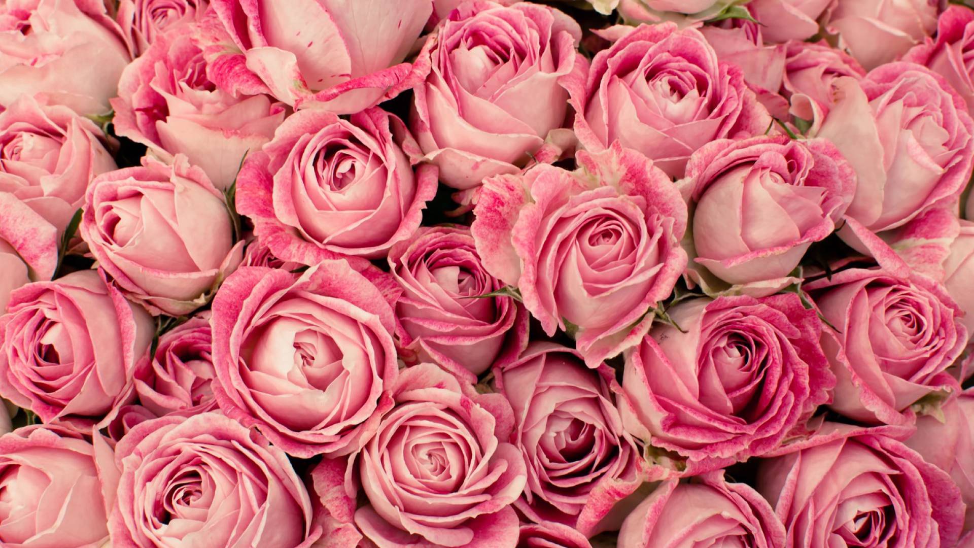 You deserve the joy and the happiness You deserve the joy and the happiness